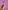 Beauty Stars - Purple