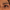 Wing Lash – Bold Flick (Medium) - Pre-Glued