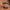 Wing Lash – Soft Flick (Light) - Pre-Glued